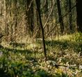 The Opalglade