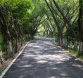 The Opalglade