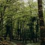 The Opalglade