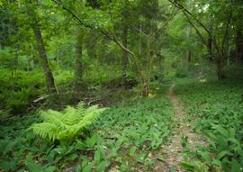 The Opalglade