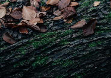 The Opalglade