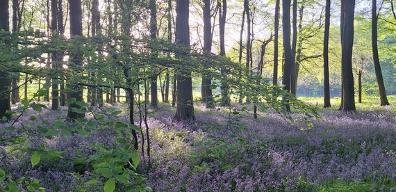 The Opalglade