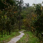 The Opalglade