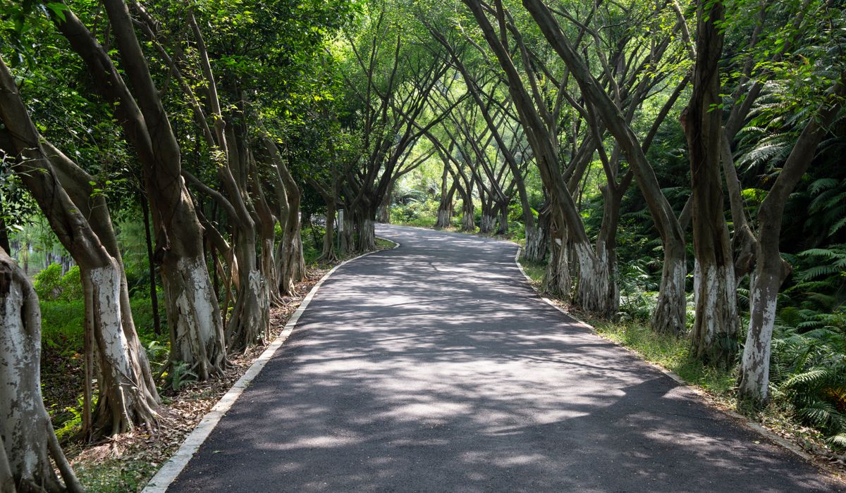 The Opalglade